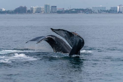 Aletas de ballena Bahía de banderas