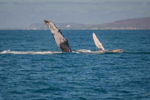 Ballena y vallenato 1 Bahía de banderas