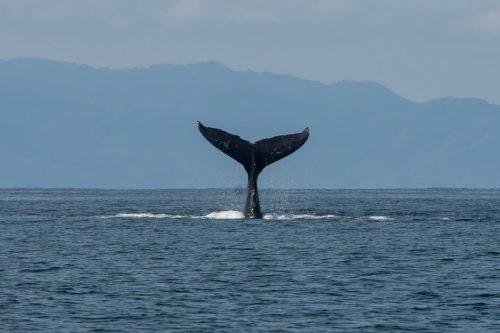 Aleta de ballena Bahía de Banderas