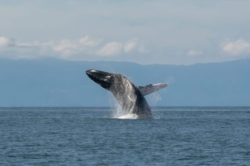 Ballena 1 Bahía de Banderas
