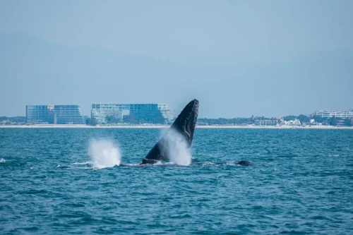 Ballena 2 Bahía de Banderas